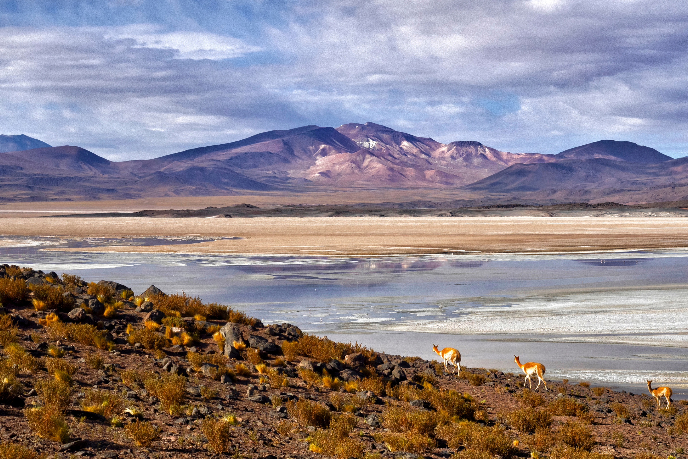 atacama desert, south america (3).webp